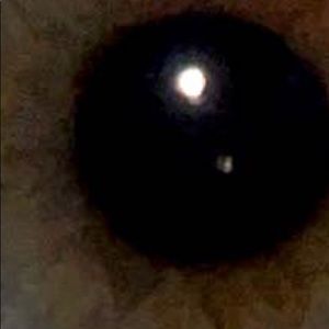 Meet your Posher, Windsor